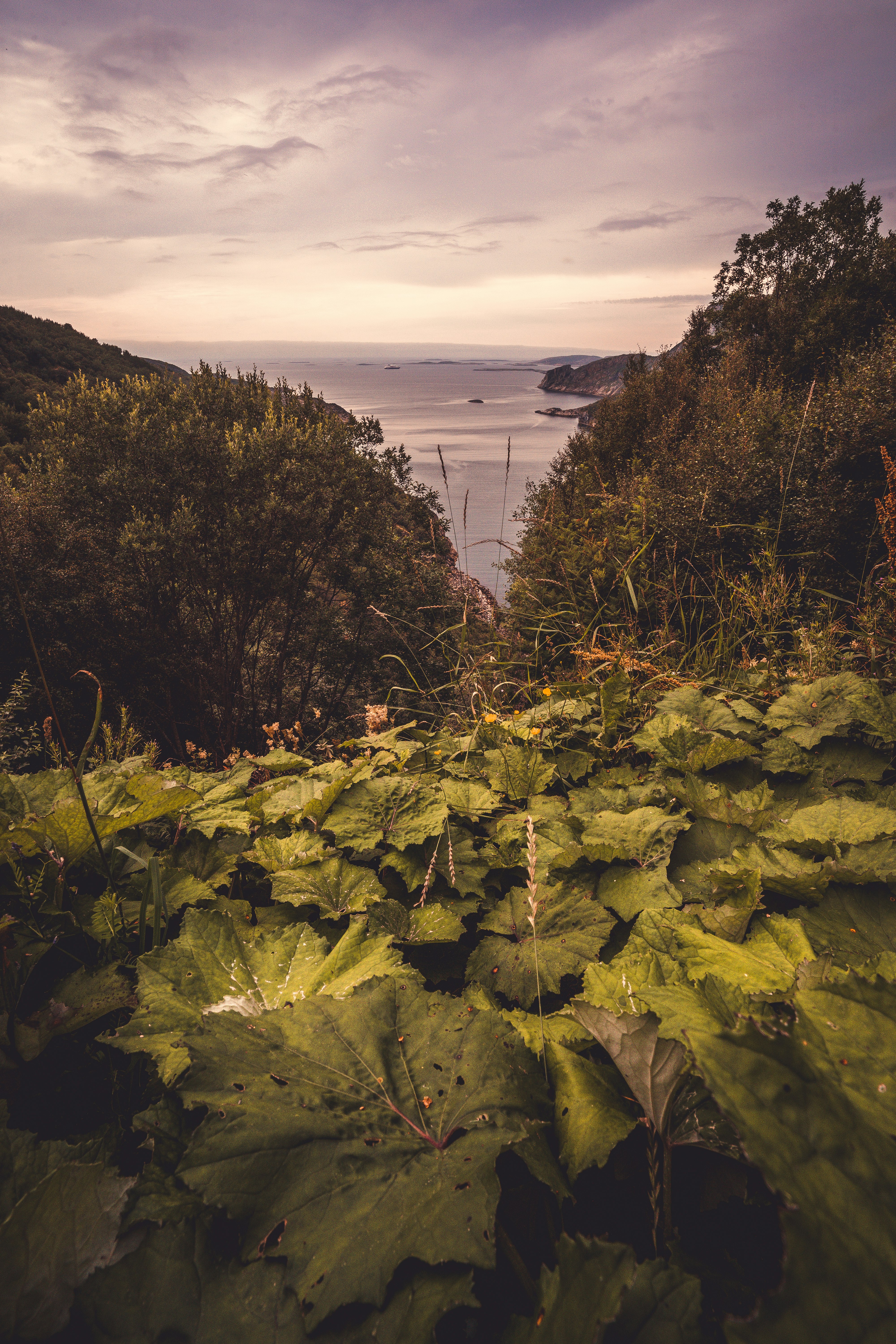 green plants near body of water during daytime